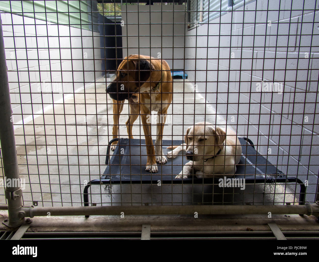 Abandoned homeless shelter dogs behind bars at the pound Stock Photo ...