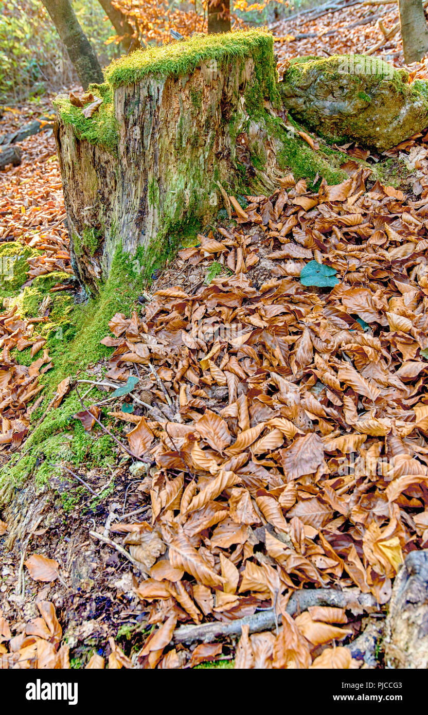 Grenn moss on the trees in the forest Stock Photo