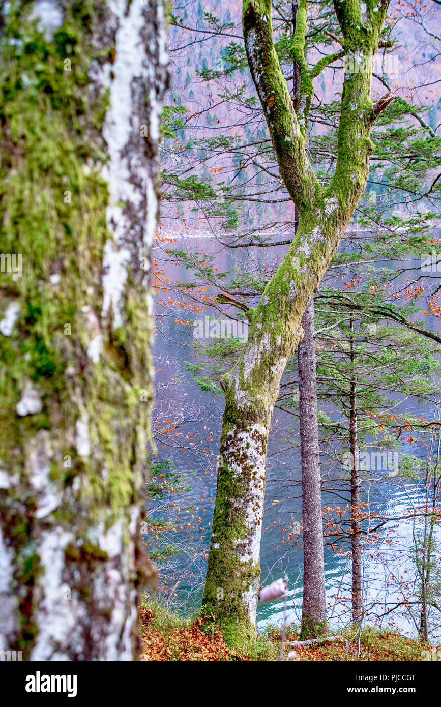 Grenn moss on the trees in the forest Stock Photo
