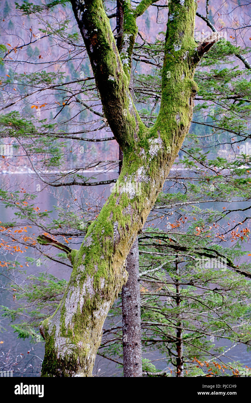 Grenn moss on the trees in the forest Stock Photo