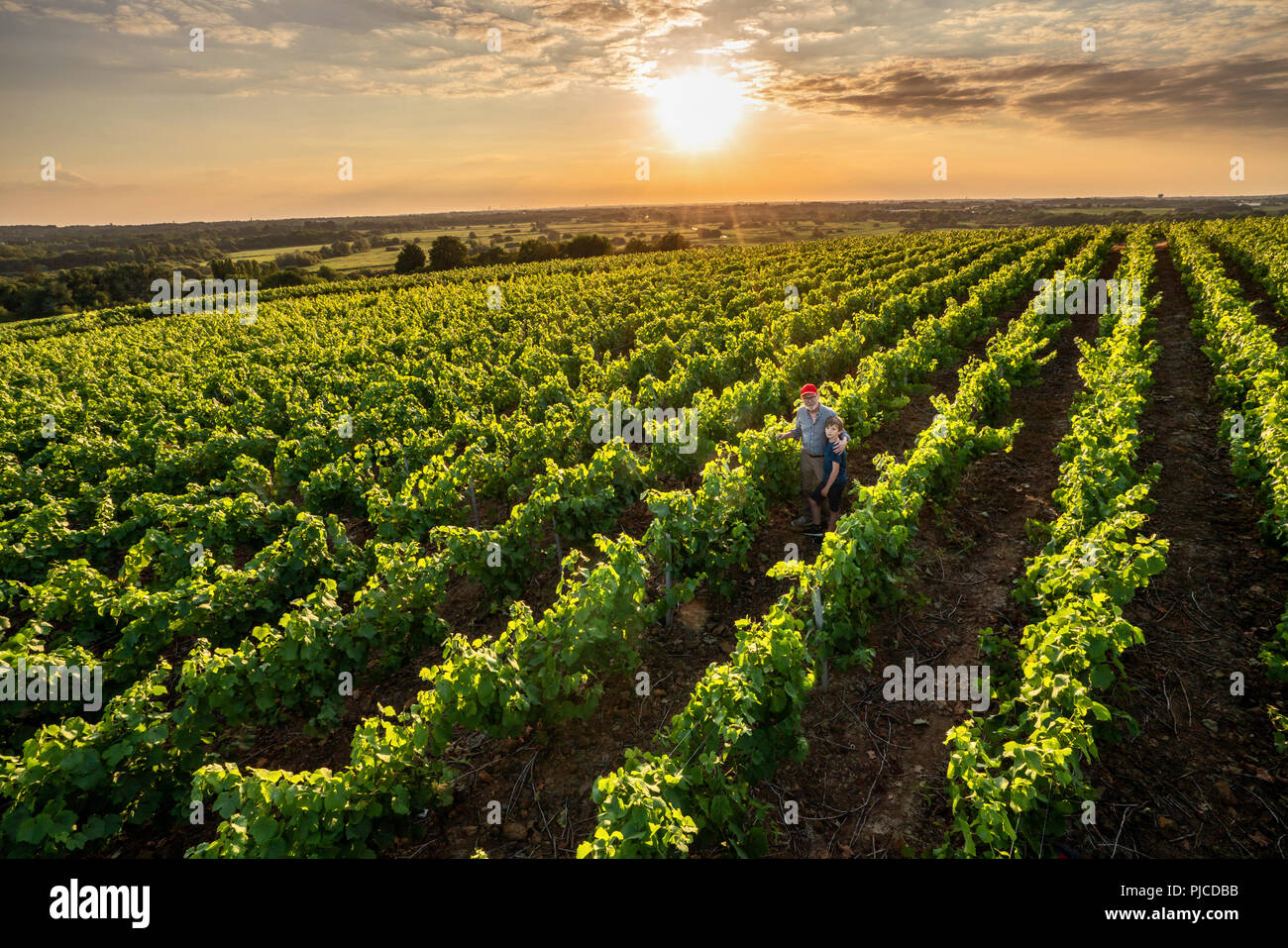 Top view. A winegrower and young son in their vines at sunset Stock Photo