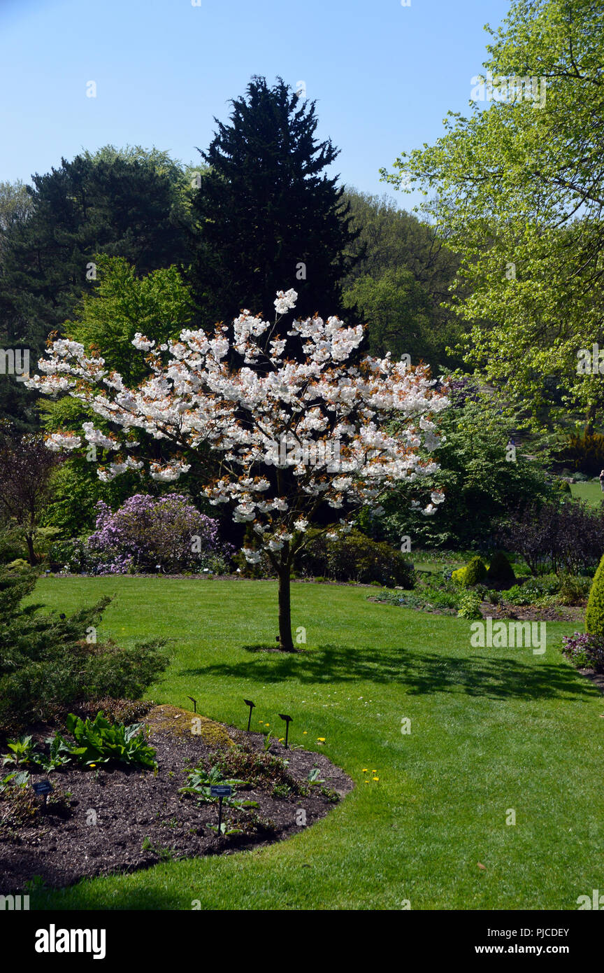The Ornamental Prunus Shizuka 'Cherry Tree' or Fragrant Cloud grown at