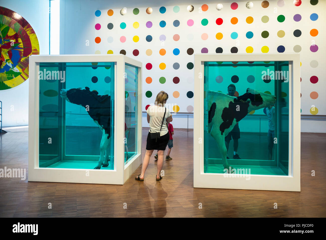 Copenhagen. Denmark. ARKEN Museum of Modern Art in Ishøj. Visitors looking at cows in formaldehyde, installation by Damien Hirst, titled Love's Parado Stock Photo