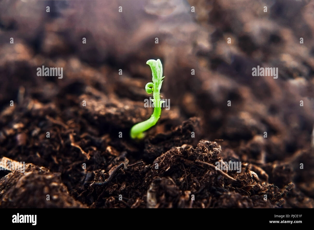 A small green plant shoot, growing upwards from dark brown soil, reaching towards light. New beginning concept. Stock Photo