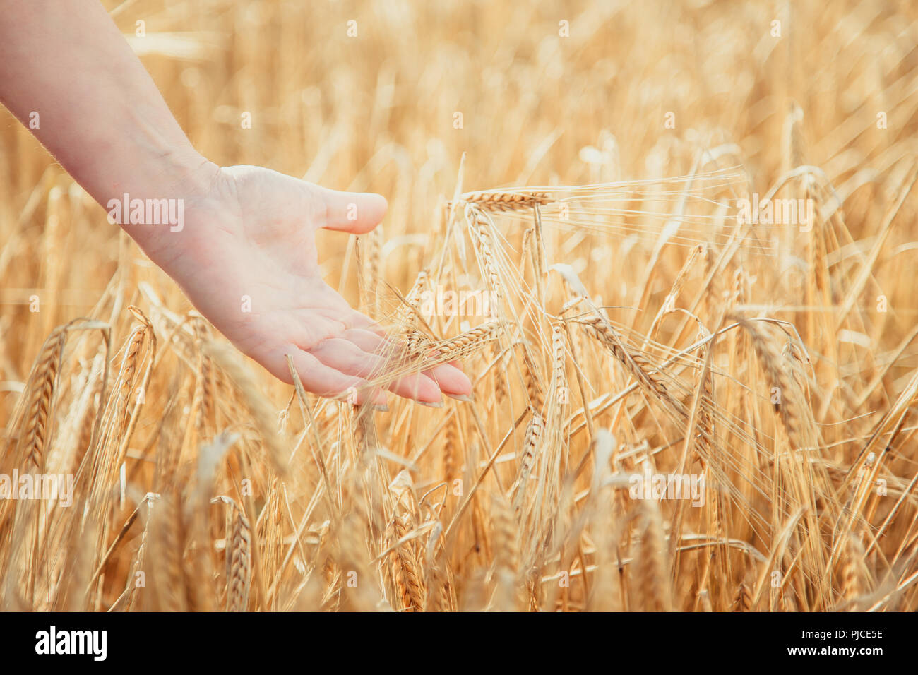 Wheat field. Female hand touching wheat spikelets. Summer harvest. Stock Photo