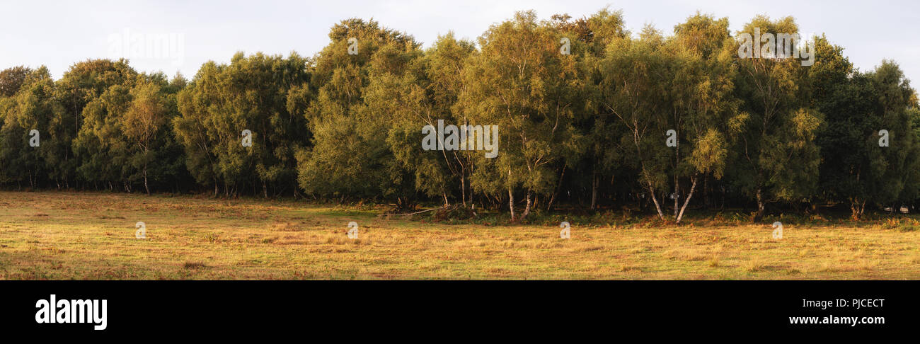 Ashdown formation hi-res stock photography and images - Alamy