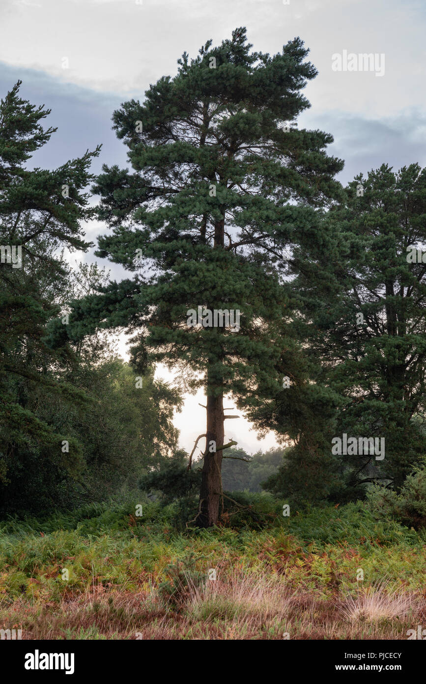 Ashdown formation hi-res stock photography and images - Alamy
