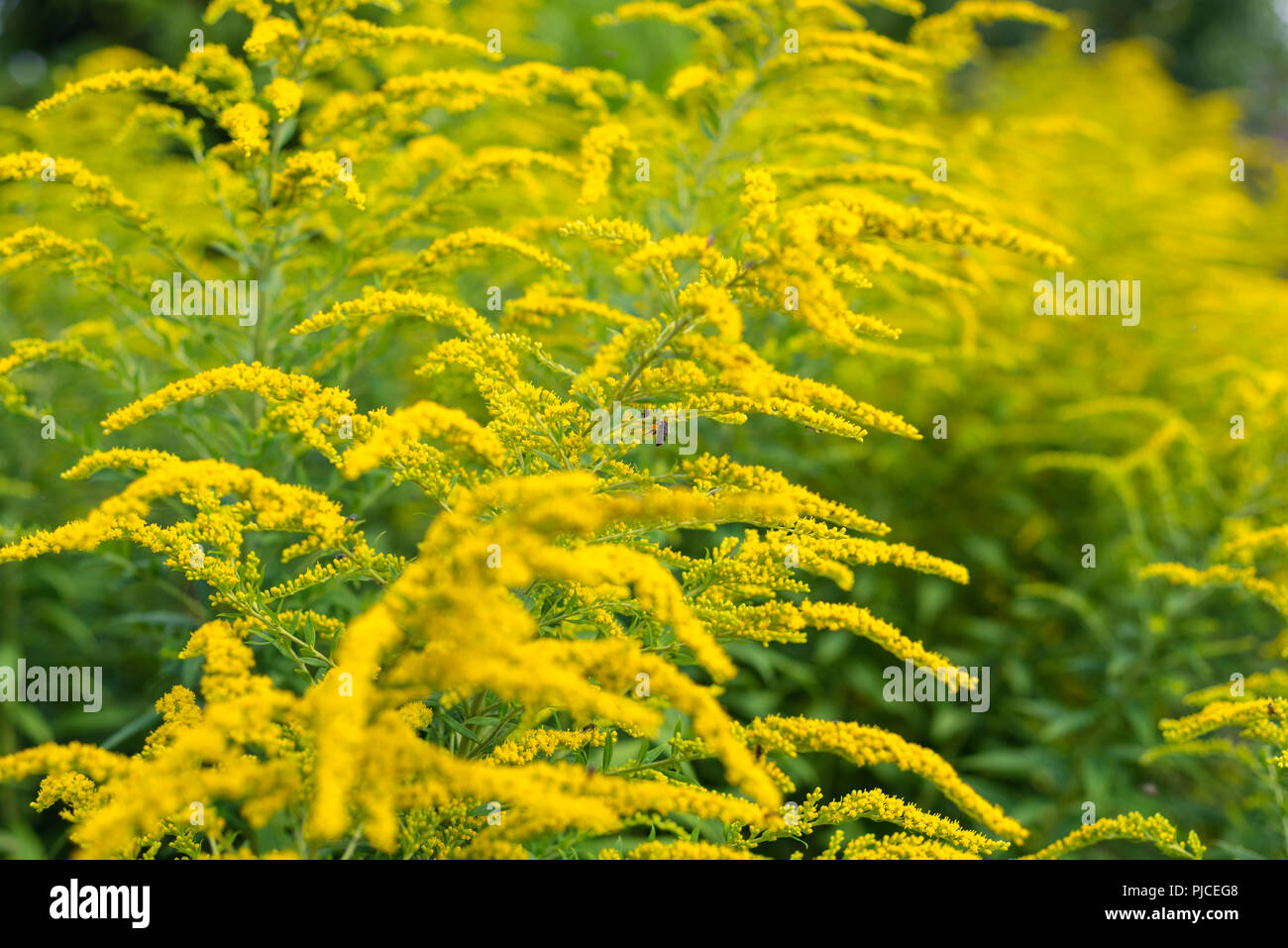 Bright yellow flowers of the solidago, commonly called goldenrods ...