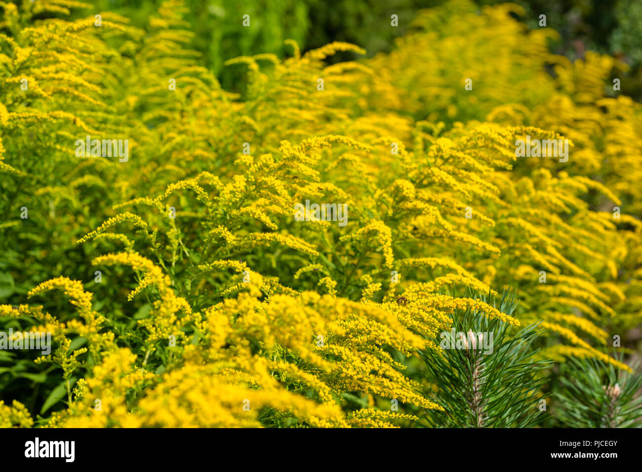 Bright yellow flowers of the solidago, commonly called goldenrods