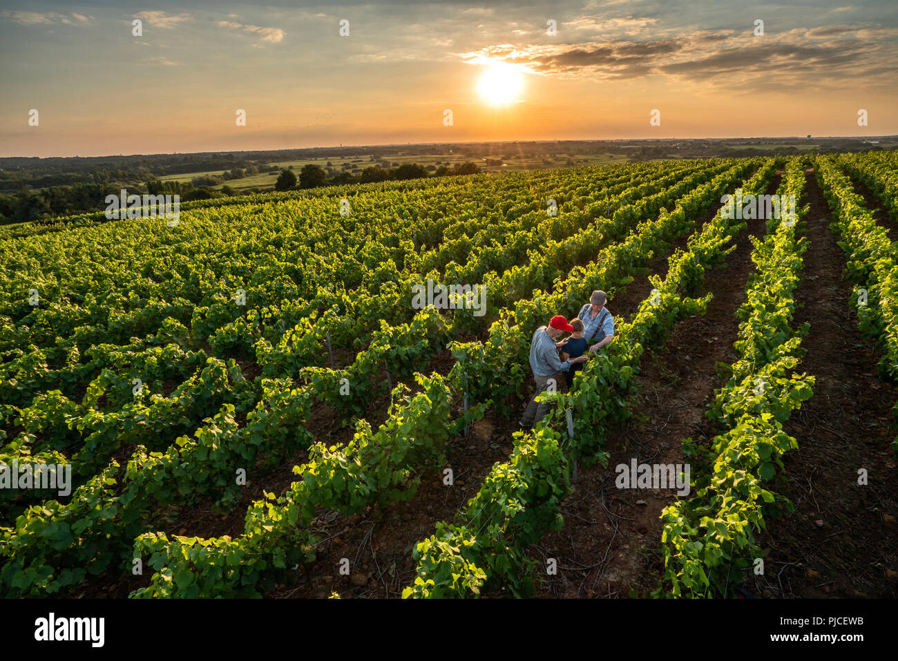 Top view. 3 generations of winegrowers in their vines at sunset. Stock Photo