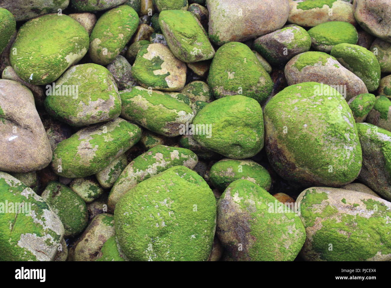 Green stones by the beach in the Cies Islands Stock Photo - Alamy