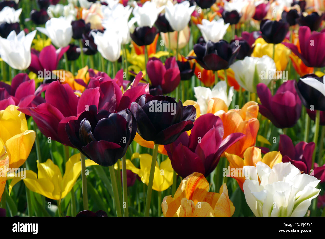 A Colourful Border of Mixed Tulips on Display at RHS Garden Harlow Carr, Harrogate, Yorkshire. England, UK. Stock Photo