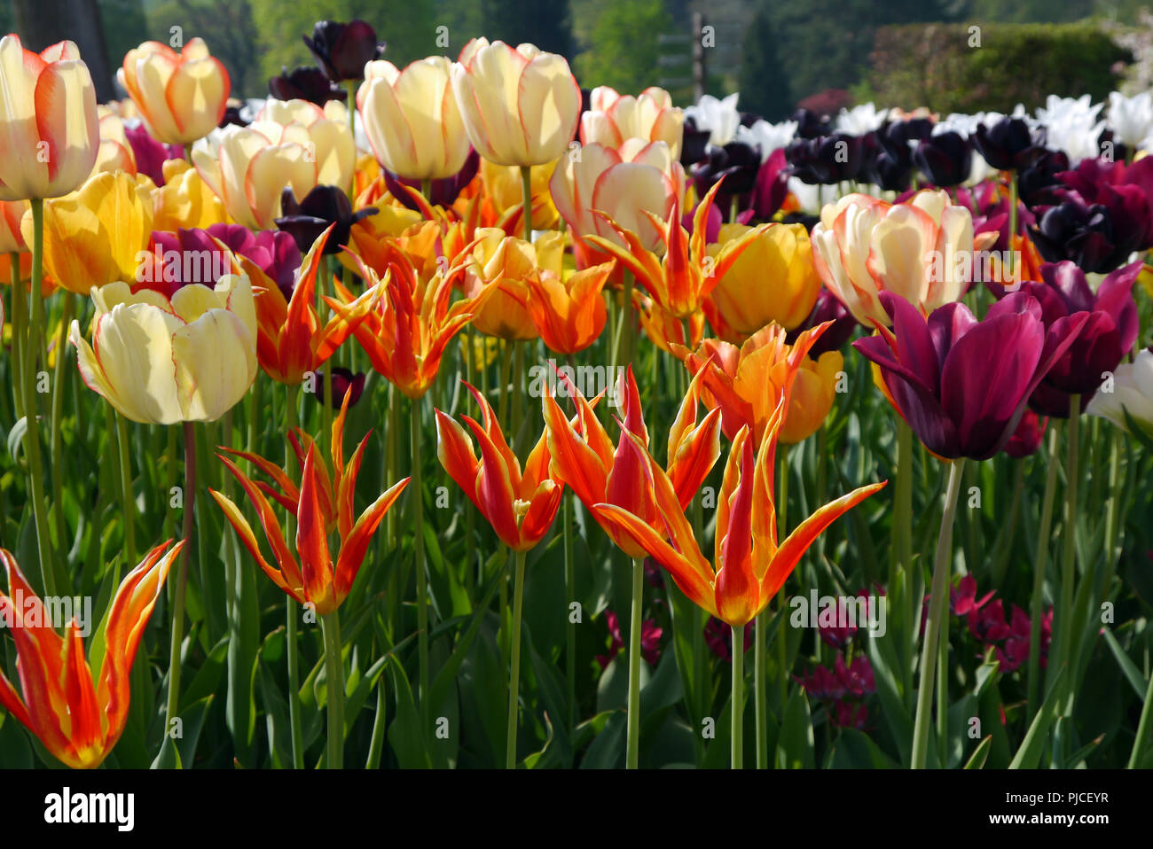 A Colourful Border of Mixed Tulips on Display at RHS Garden Harlow Carr, Harrogate, Yorkshire. England, UK. Stock Photo