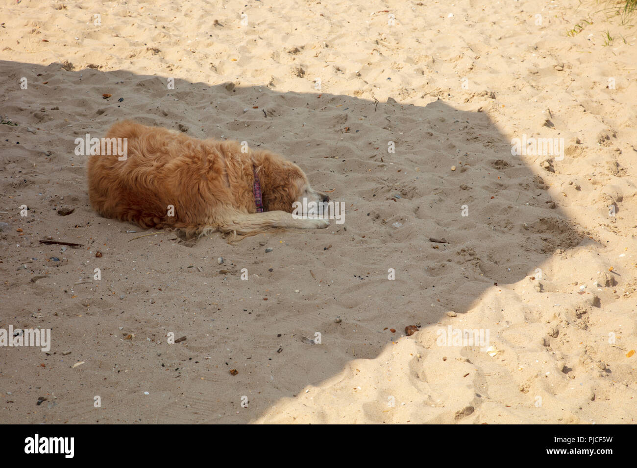 Sleeping dog in shade hires stock photography and images Alamy