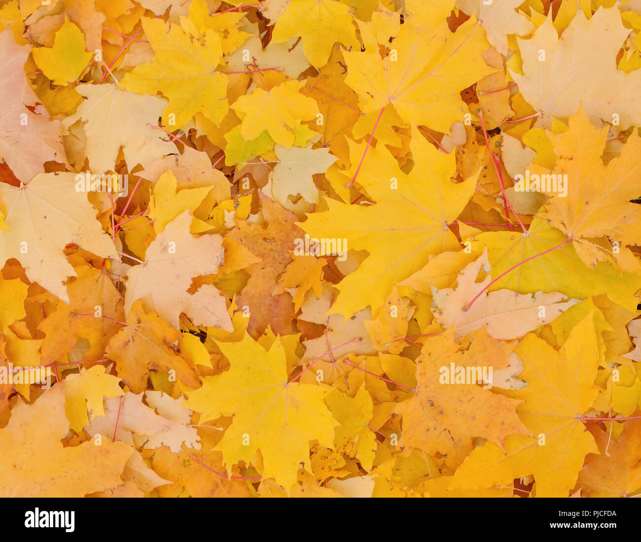 Yellow maple tree leaves hi-res stock photography and images - Alamy