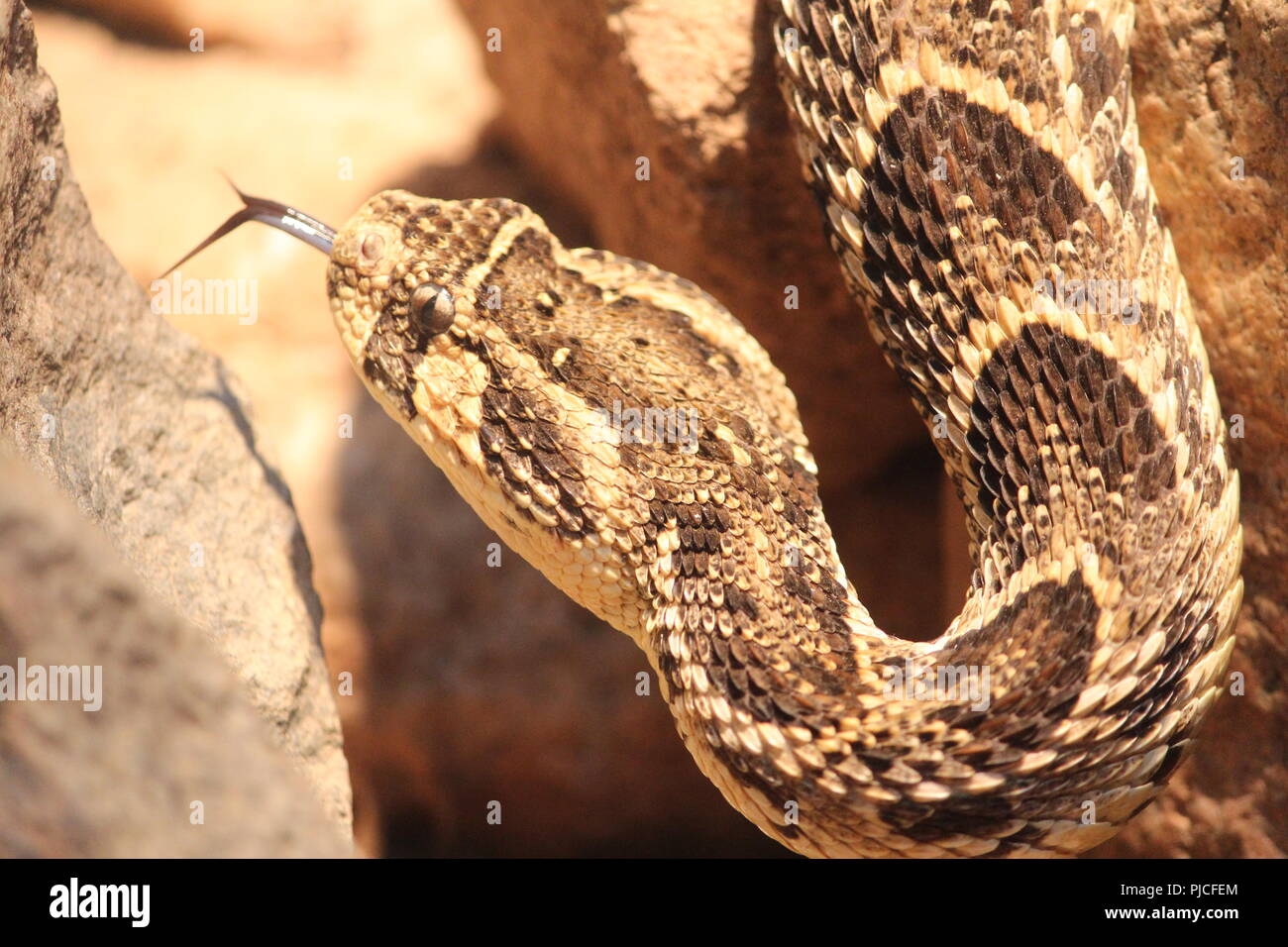 Venom glands hires stock photography and images Alamy