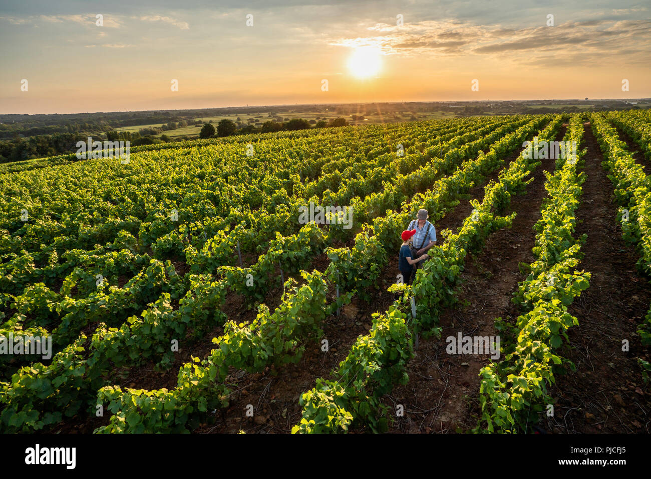 Top view. 2 generations of winegrowers in their vines at sunset. Stock Photo