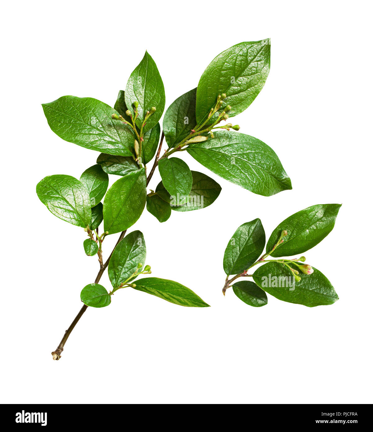 Twigs with green leaves and small flower buds isolated on white Stock ...