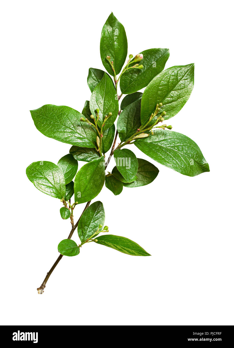 Twig with green leaves and small flower buds isolated on white Stock ...
