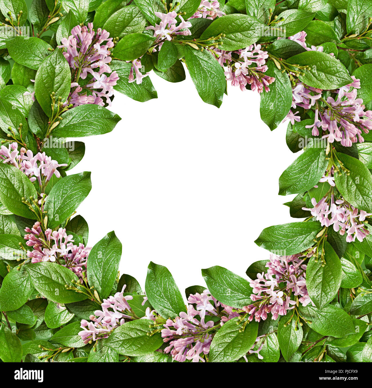 Spring frame with green leaves and lilac flowers isolated on white ...