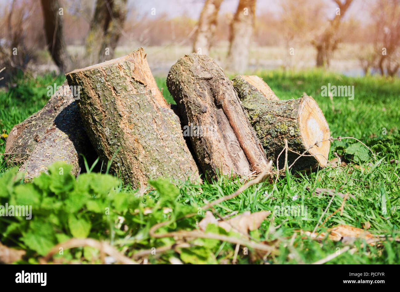 Firewood on green grass, outdoor recreation, spring, summer, sunny ...