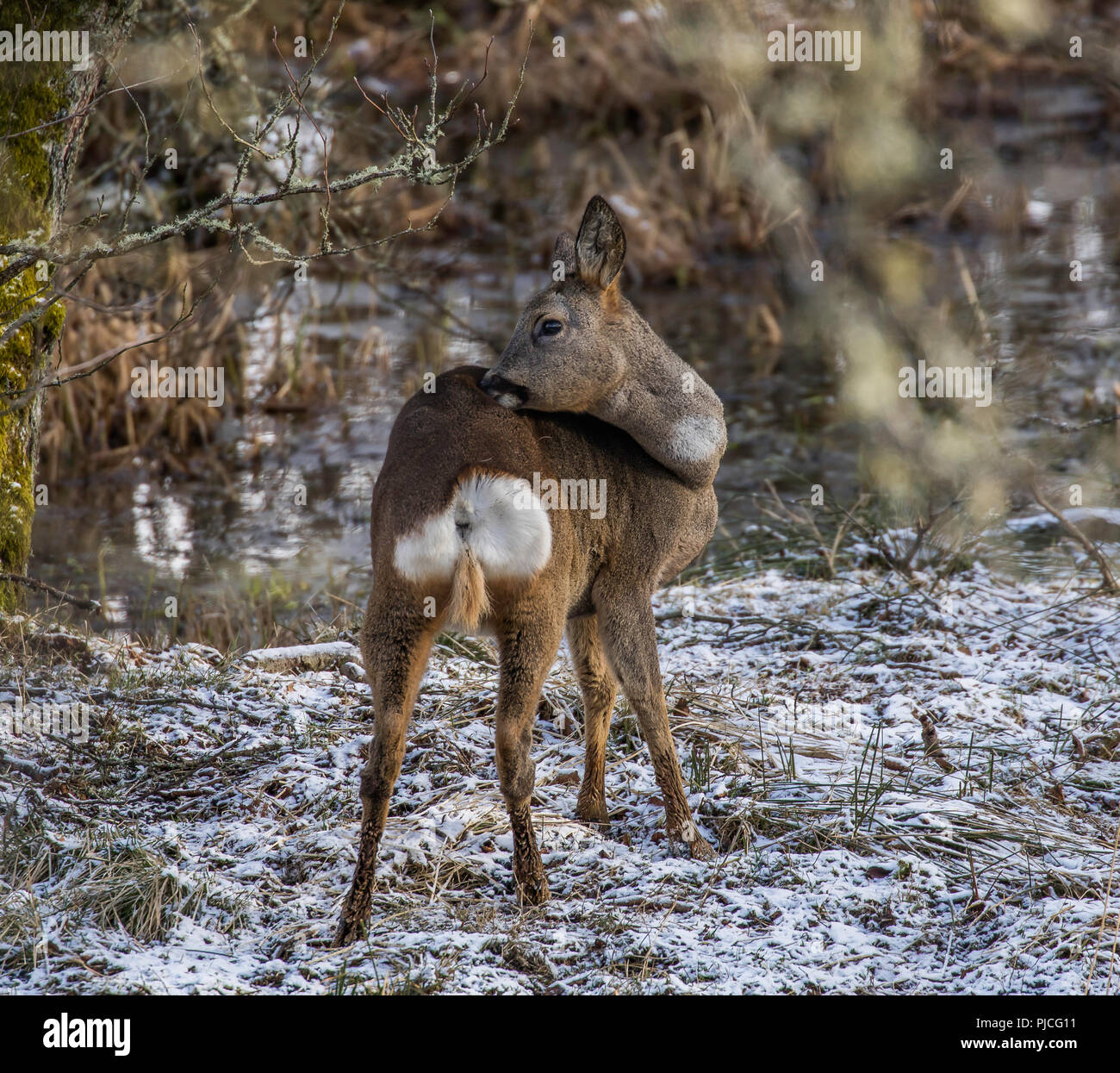 Scotland roe deer doe highlands hi-res stock photography and images - Alamy