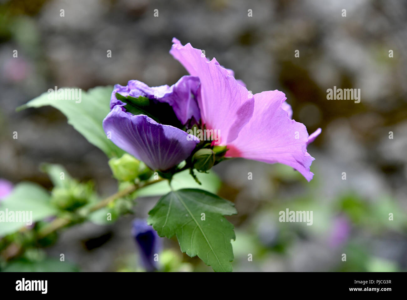 syriac hibiscus pink flowers Stock Photo - Alamy