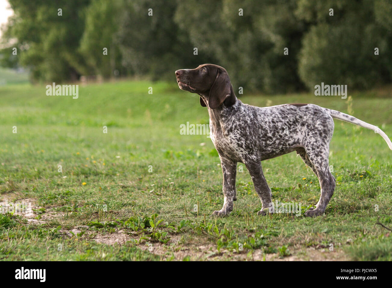 German Shorthaired Pointer, German kurtshaar one spotted puppy stand up with head up, profile photo, against the background of green grass and trees Stock Photo