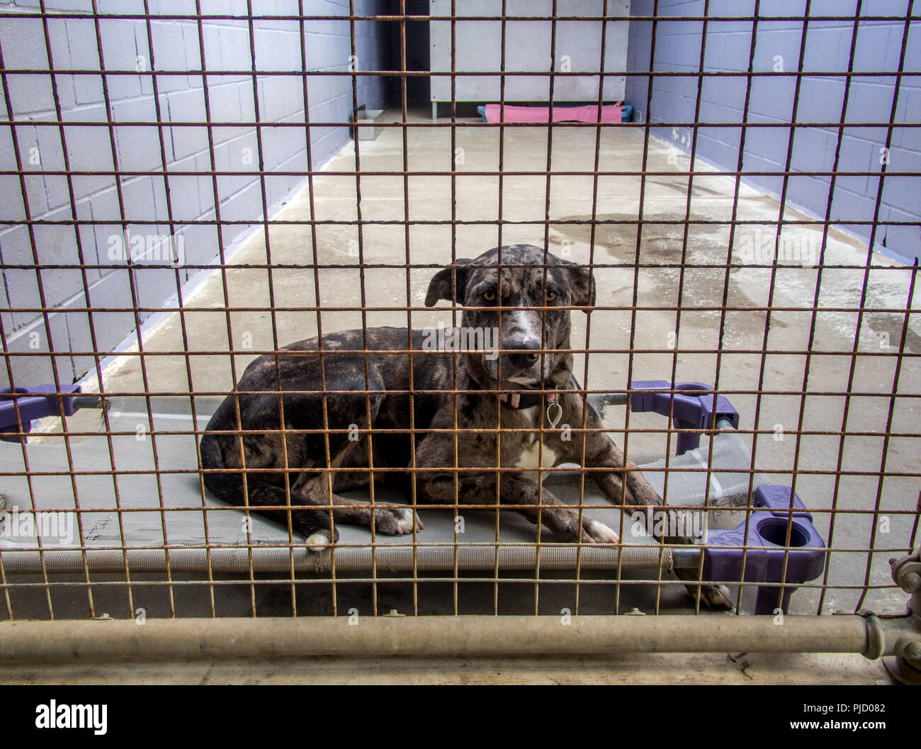 Abandoned homeless shelter dog behind bars at the pound waiting for ...