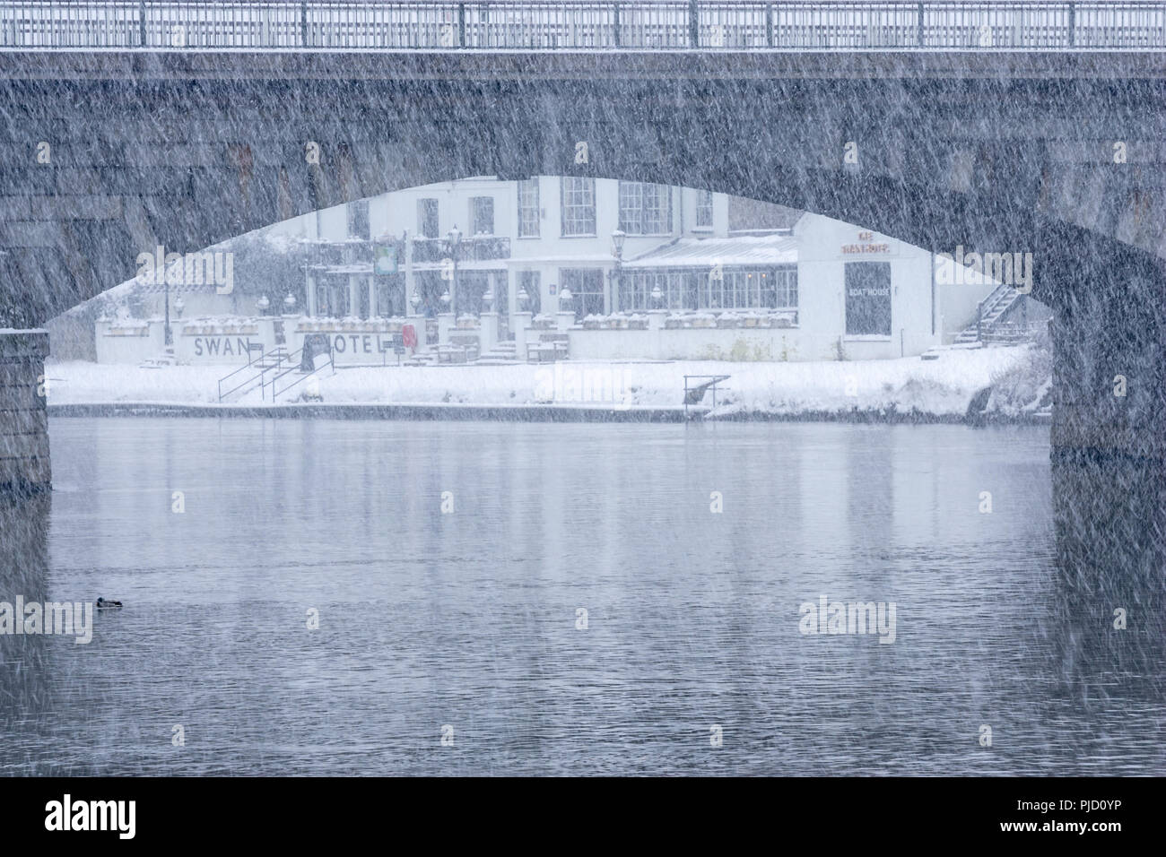 mallard duck huddles under staines bridge in heavy falling snow, swan hotel as a backdrop, background, winter Stock Photo