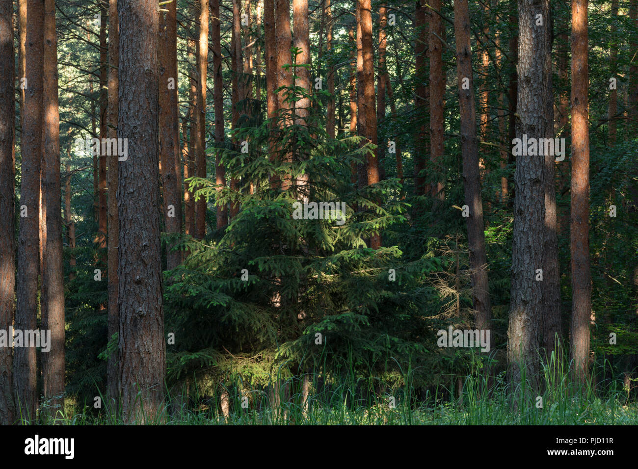 Woodland, Forest, Paudorf, Lower Austria, Austria Stock Photo