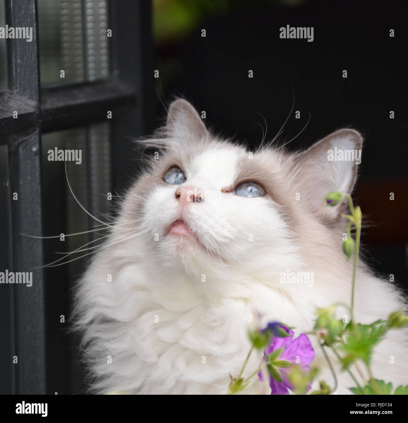 Portrait of domestic cat sitting on a window Stock Photo - Alamy