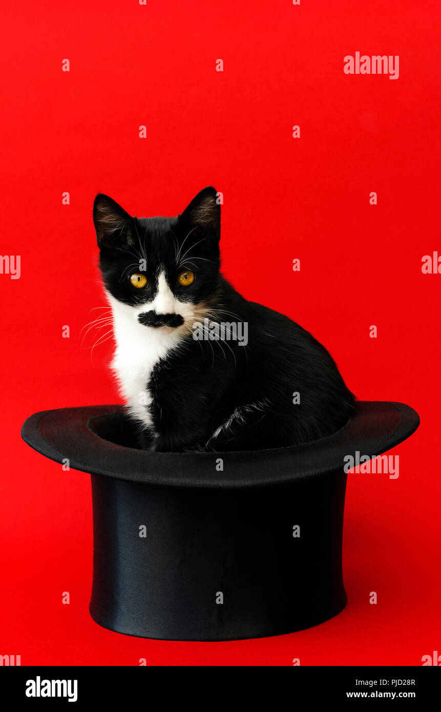 Black and white kitten with black moustache sitting in a tophat against a red background and looking at camera Stock Photo