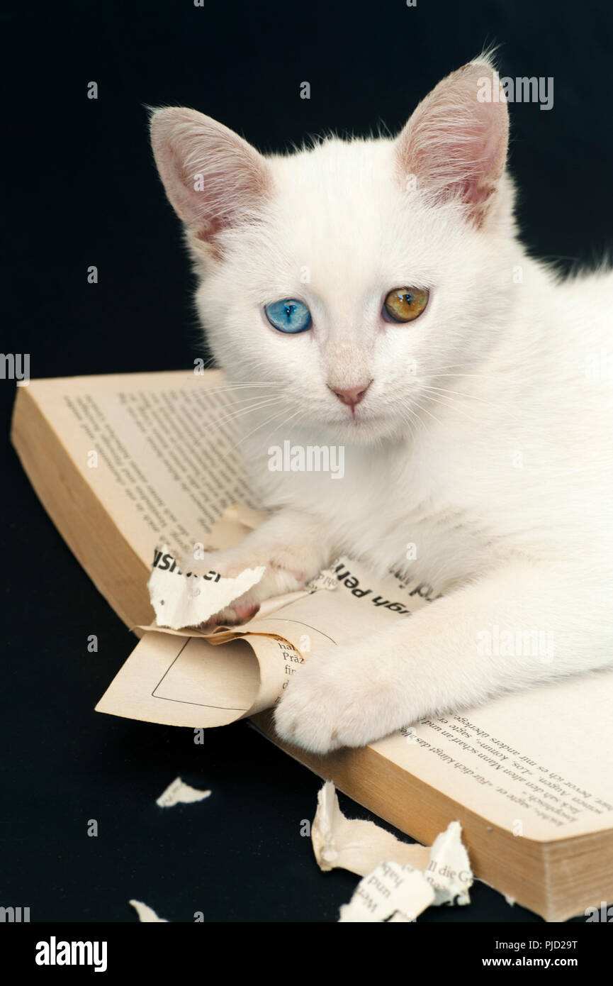 A beautiful white odd eyed kitten ripping a book against a black background Stock Photo