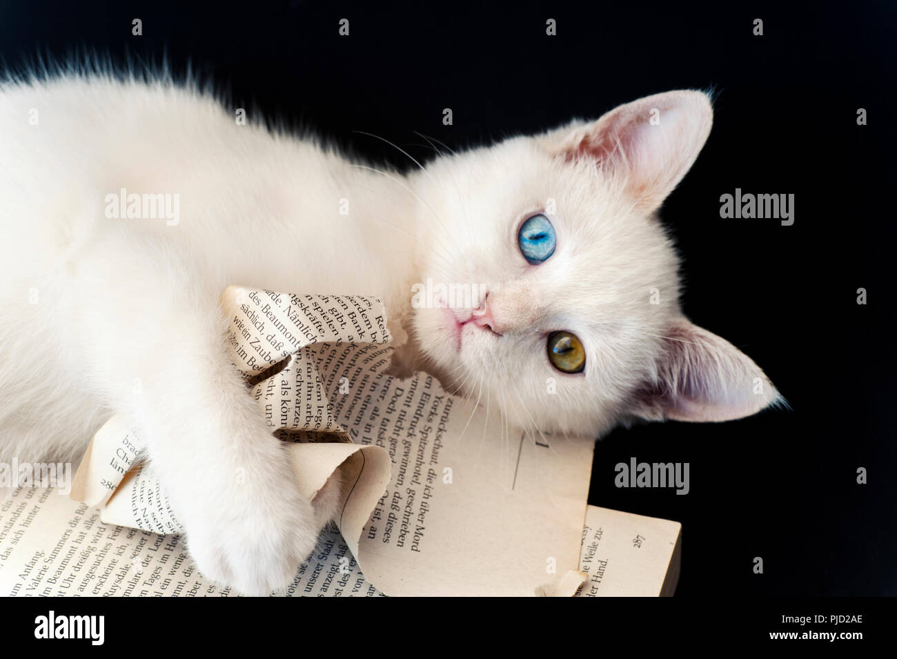 A beautiful white odd eyed kitten ripping a book against a black background Stock Photo