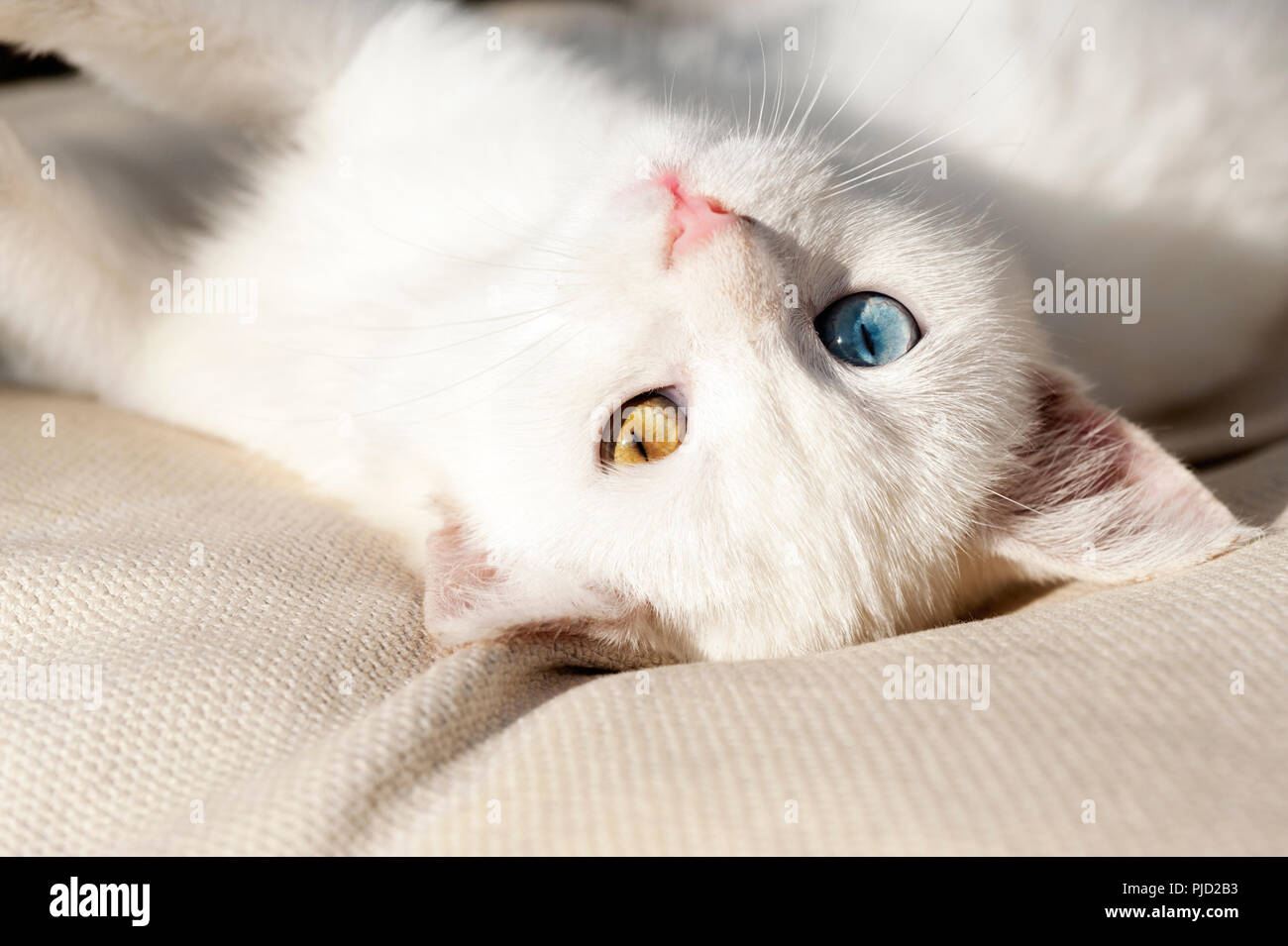 Portrait of a beautiful white odd eyed kitten lying on a cushion and looking back at camera Stock Photo