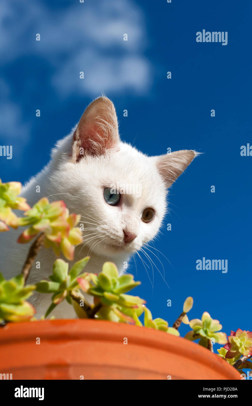 Low angle view of a beautiful white odd eyed kitten sitting in a flower pot against a blue sky Stock Photo