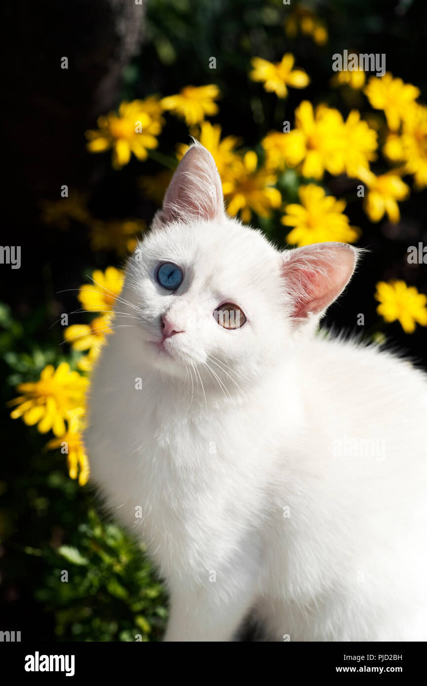 High angle view of a beautiful white odd eyed kitten against yellow flowers Stock Photo