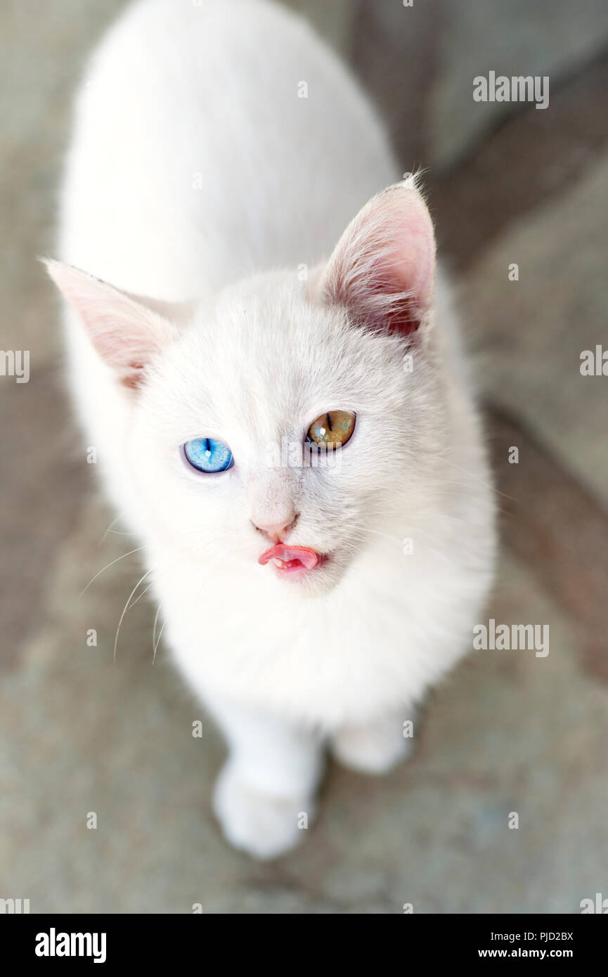 High angle view of a beautiful white odd eyed kitten looking up at camera Stock Photo