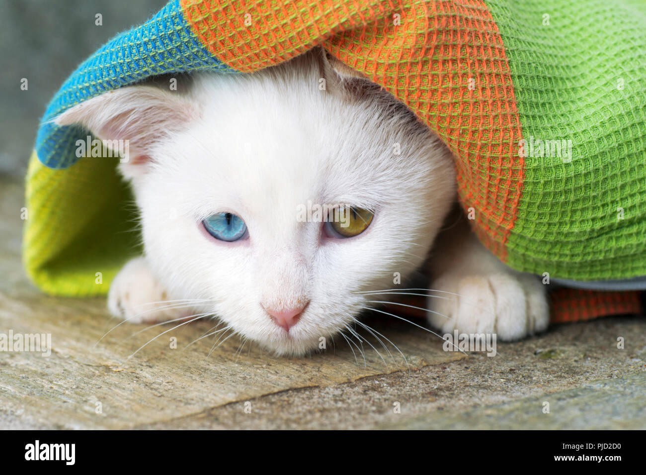 Beautiful white odd eyed cat hiding under fabric Stock Photo