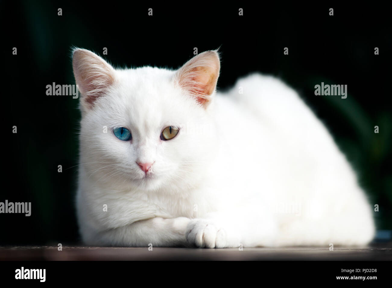 Portrait of a beautiful white odd eyed kitten against a black background Stock Photo