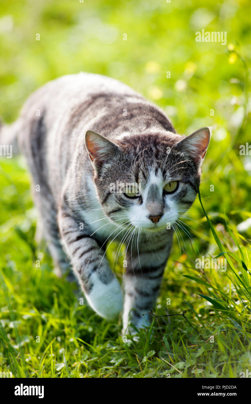 Silver tabby cat walking in the grass towards camera Stock Photo