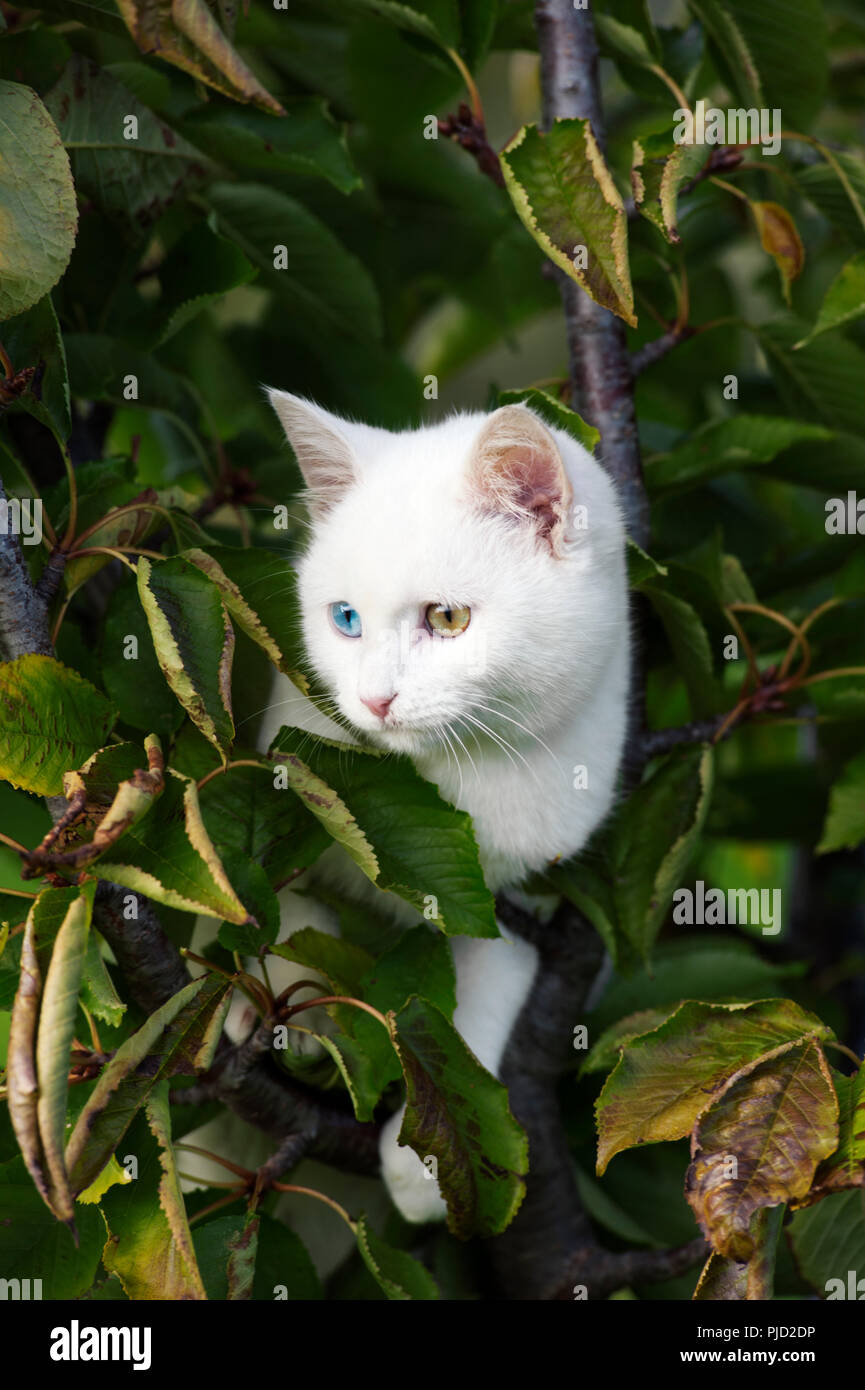 Beautiful white odd eyed kitten sitting in a tree Stock Photo