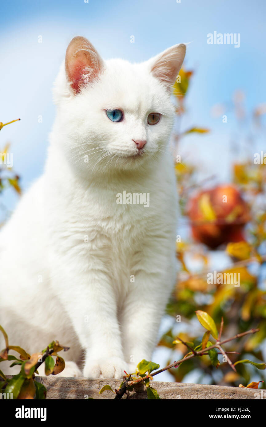 Beautiful white odd eyed kitten sitting in a tree with fall foliage against blue sky Stock Photo