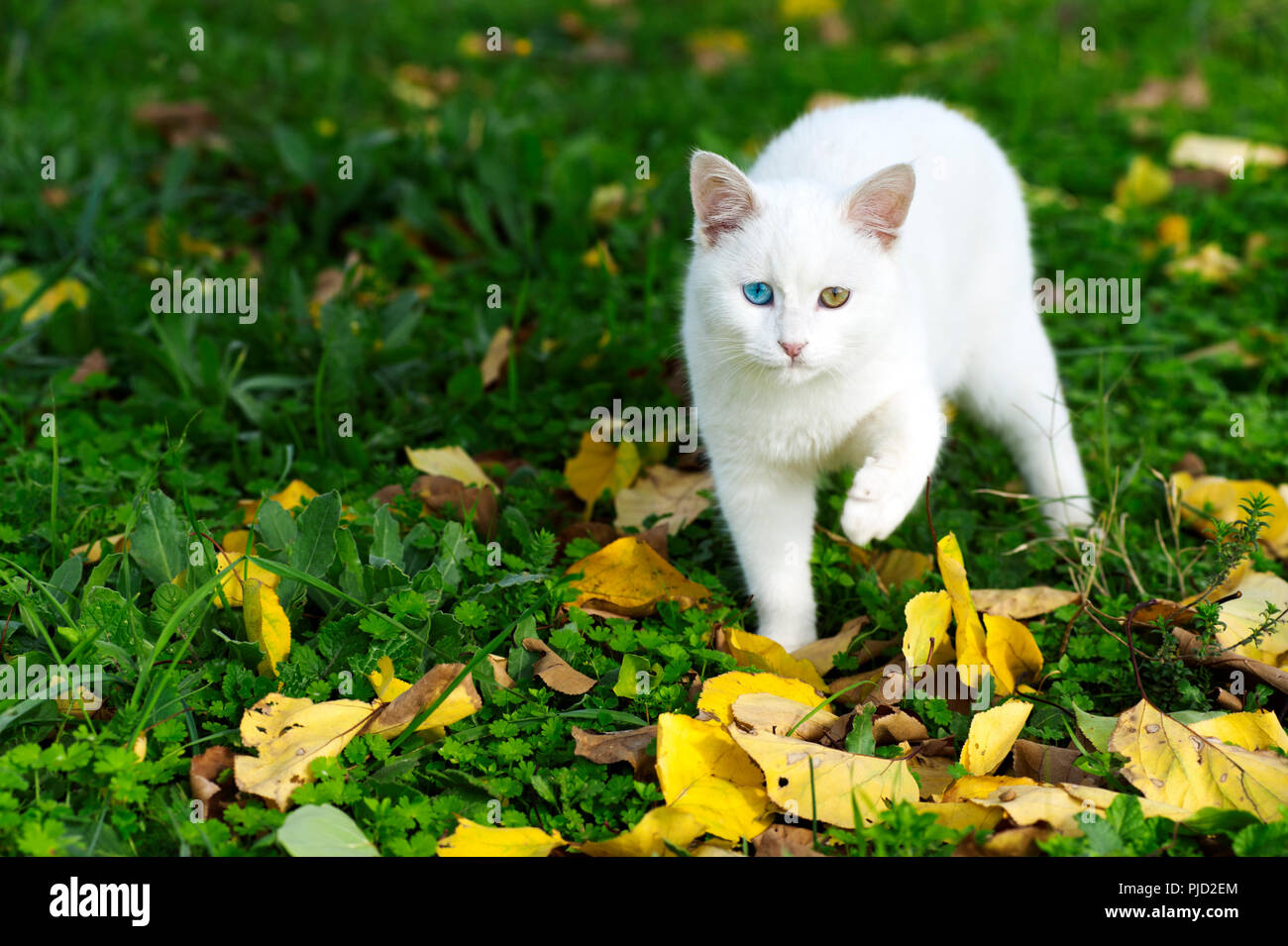 Odd eyed kitten walking on grass with fall foliage Stock Photo