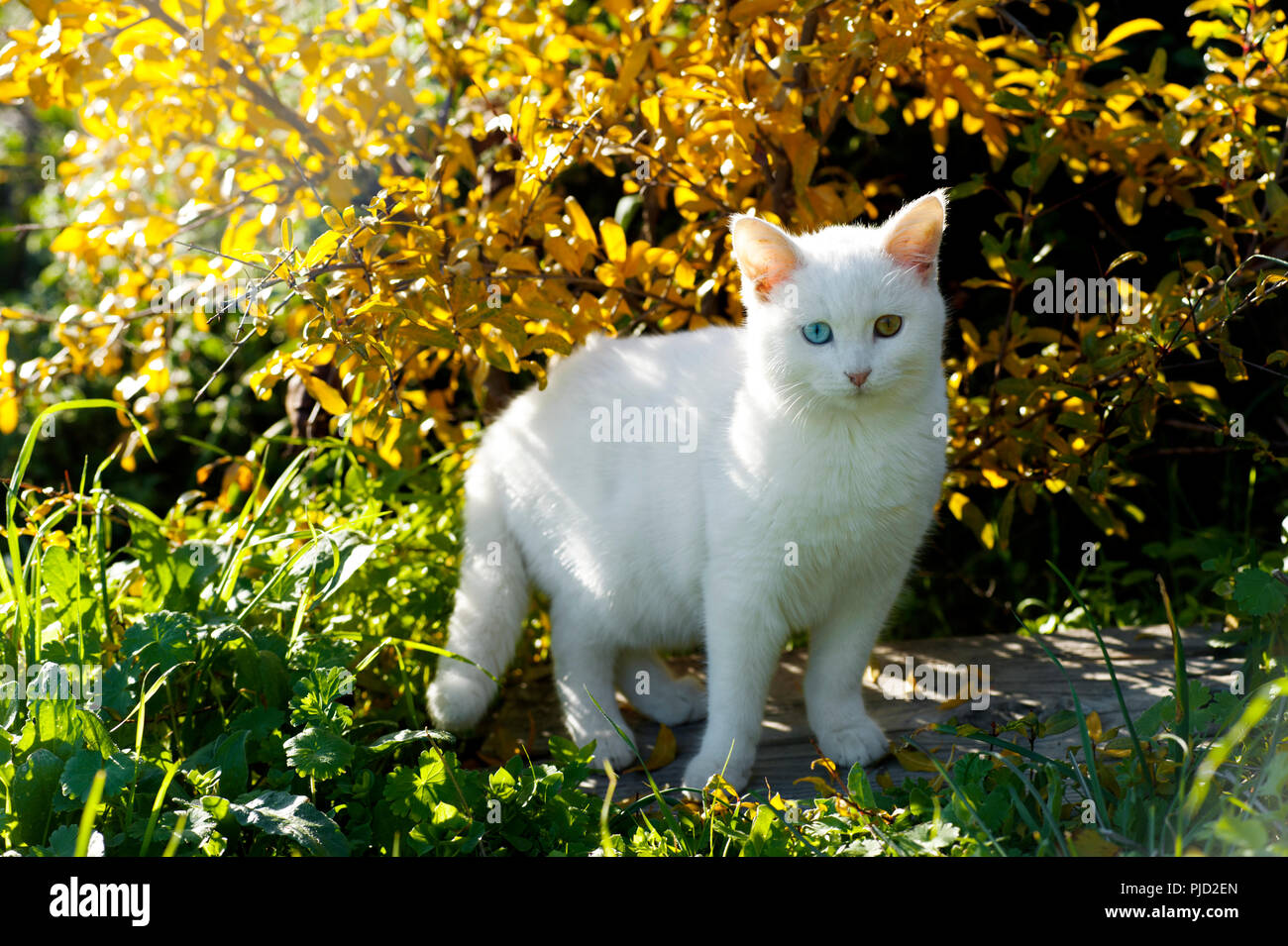 Beautiful odd eyed cat standing in the garden in front of fall foliage and looking at camera Stock Photo