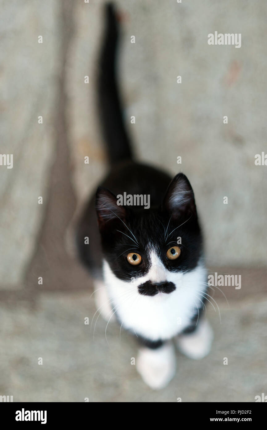 Black and white kitten with black moustache looking up at camera Stock Photo