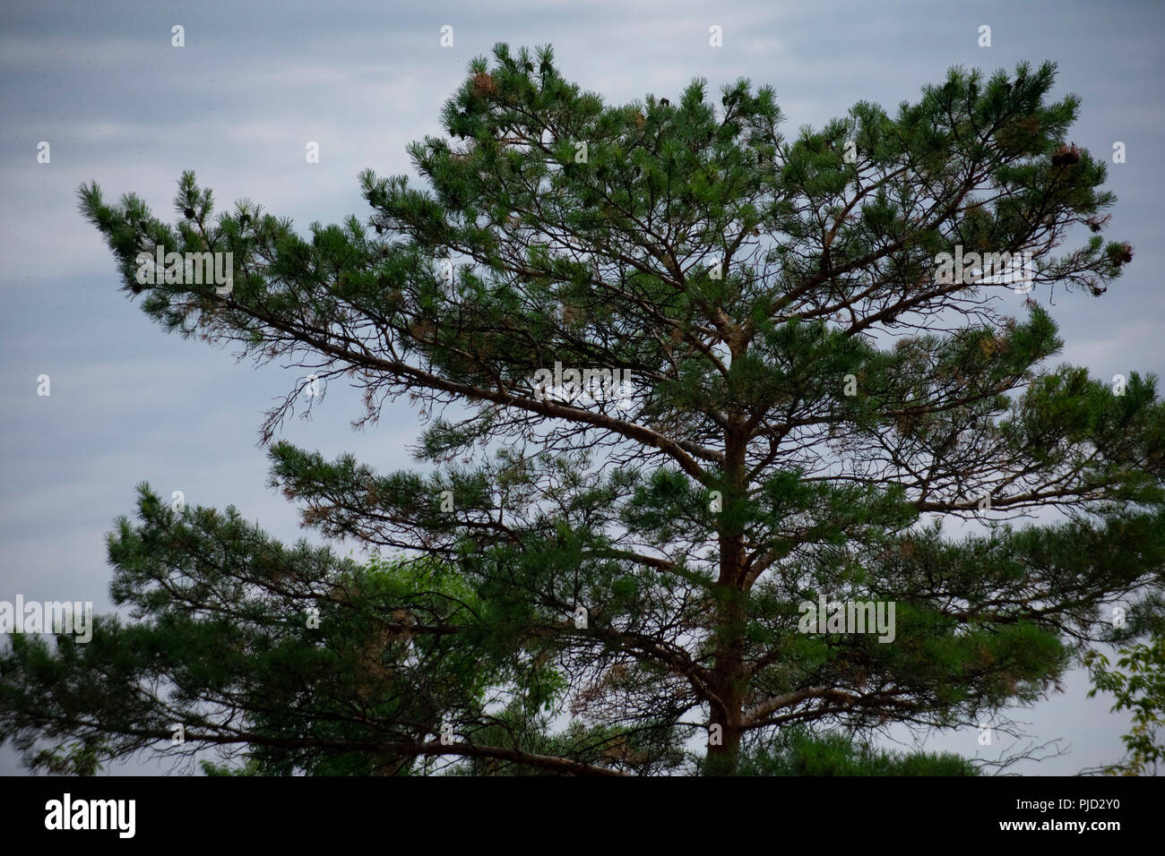 low angle view of evergreen tree against a cloudy sky Stock Photo