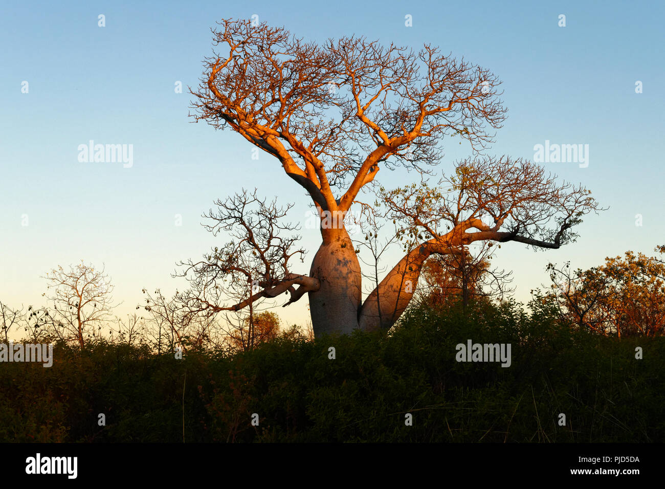 Boab Tree in evening sunlight ( Adansonia digitata ), Northern Territory, Australia Stock Photo