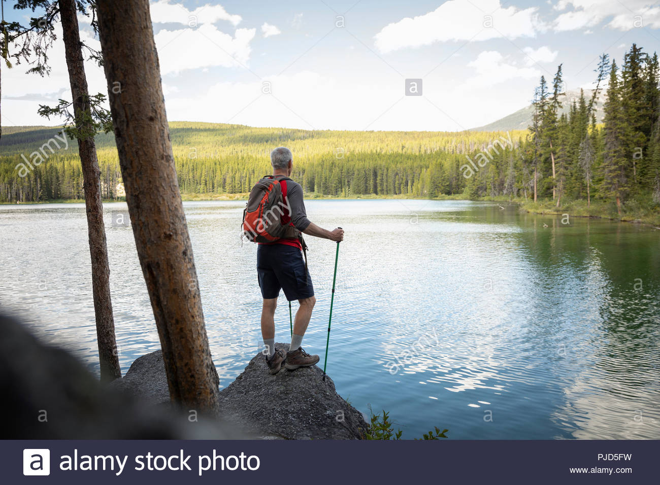 Mature man hiking with nordic walking poles, enjoying tranquil forest lake view, Alberta, Canada Stock Photo